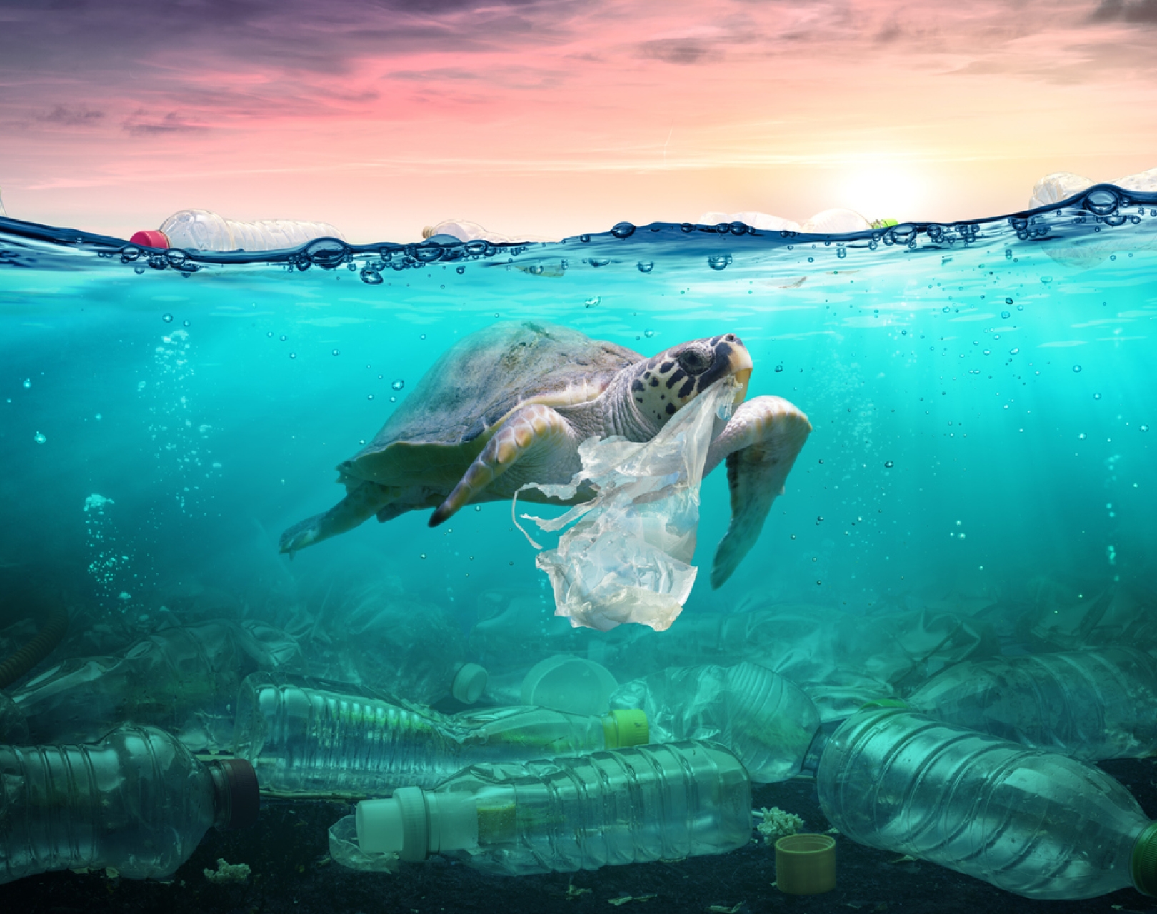 Computer generated image of a turtle with a plastic bag in its mouth, swimming in a turquoise shallow sea littered with plastic bottles on the seabed and surface. The sky is pink with yellow and purple hues.