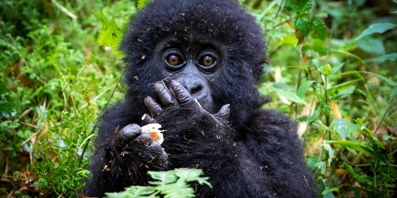 A baby mountain gorilla hold his hand to his mouth. He is surrounded by green vegetation.