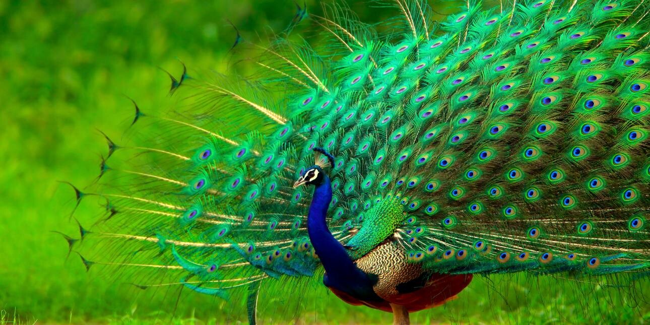 A colour photograph of a peacock with blue head and neck and green and blue outstretched plumage, roaming on green grass