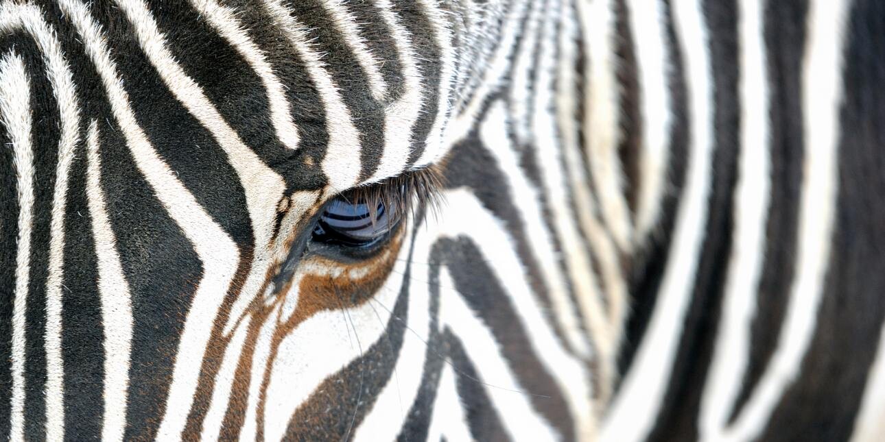 A close up of the black and white striped head of a zebra with one eye as the focal point