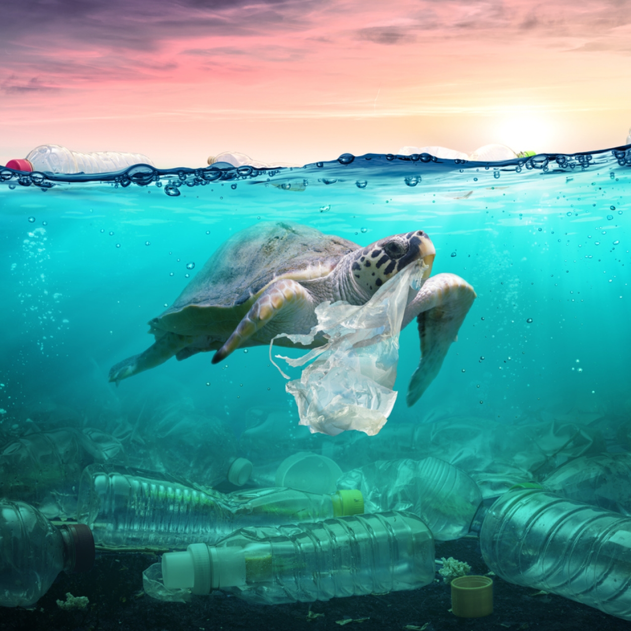 Computer generated image of a turtle with a plastic bag in its mouth, swimming in a turquoise shallow sea littered with plastic bottles on the seabed and surface. The sky is pink with yellow and purple hues.