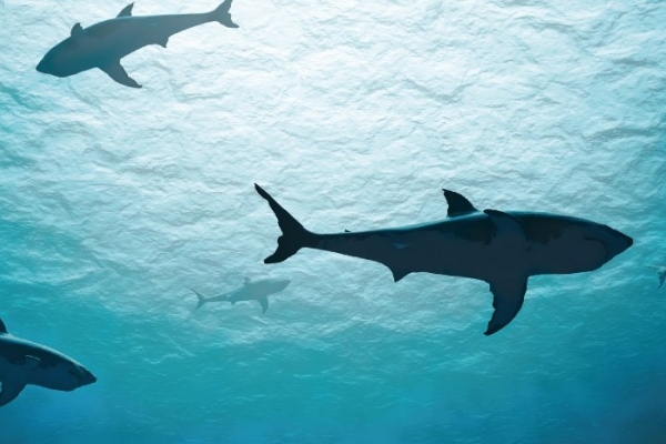 Image for article 'Public Relations Ethics: The Real-World Guide'