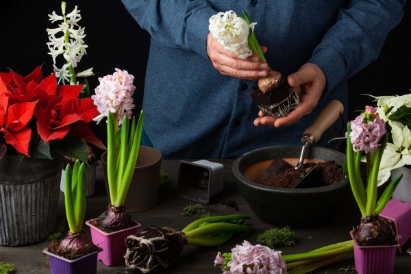 A man's hands planting a selection of colourful flowering plants, including a poinsettia and hyacinths, on a background