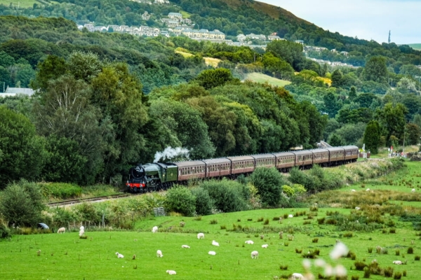 A steam train travels across green countryside with a town in the background and sheep in the foreground