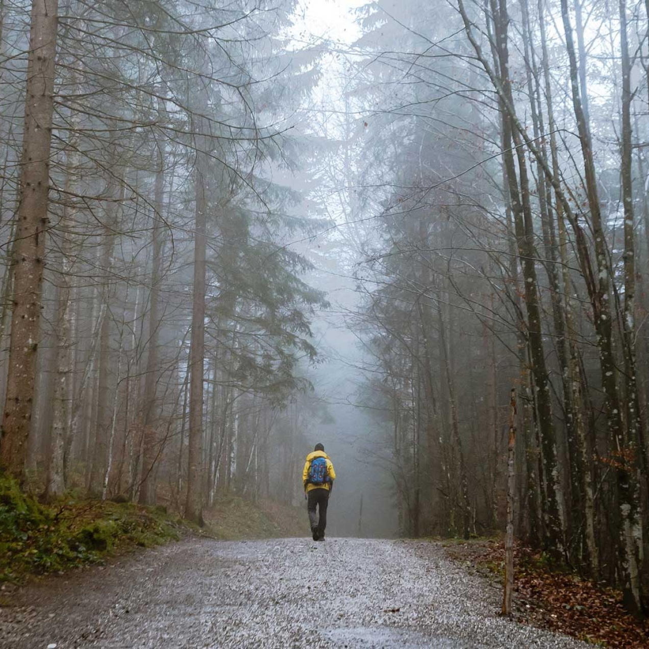 Back View of a Person Walking on a Forest Path.