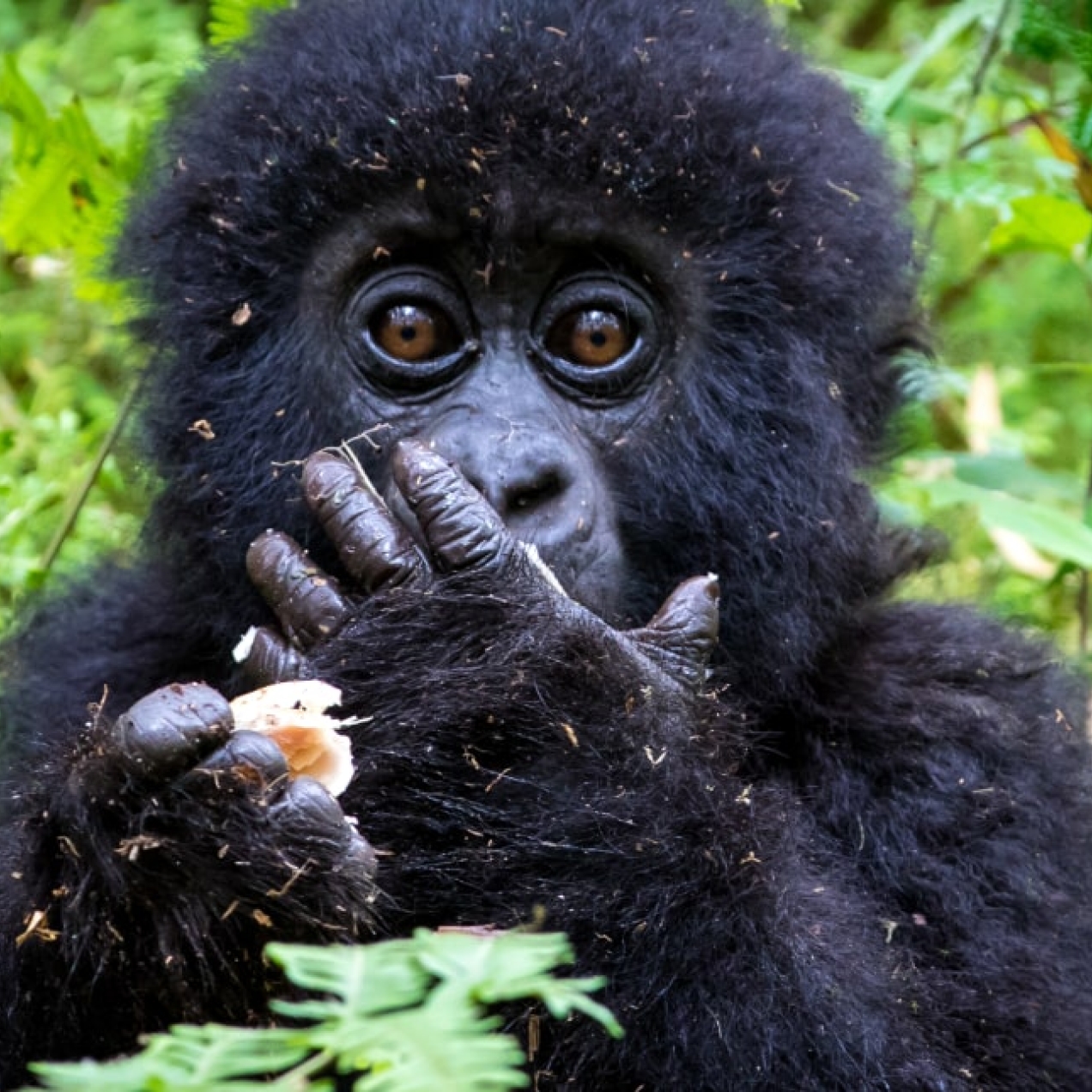 A baby mountain gorilla hold his hand to his mouth. He is surrounded by green vegetation.