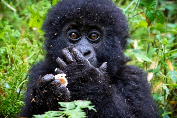 A baby mountain gorilla hold his hand to his mouth. He is surrounded by green vegetation.