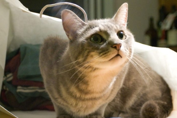 Image for article 'Is the Copyright Cat out of the Bag?'