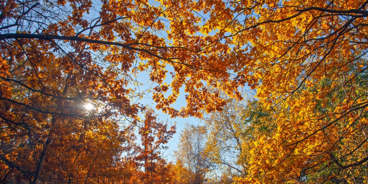 Looking up at orange-brown autumn leaves on the trees against a bright blue sky. Other leaves have dropped to the ground of the forest