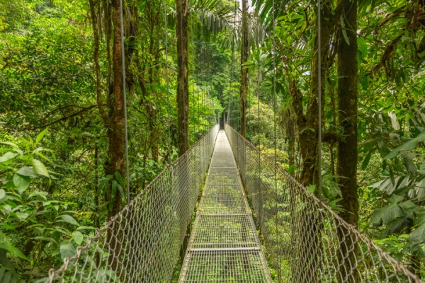 Suspended bridge through a rainforest