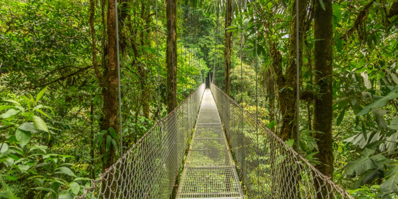 Suspended bridge through a rainforest