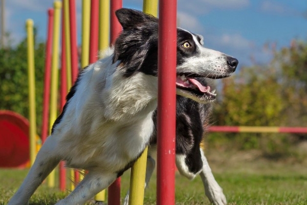 Image for article 'Fortune favours the agile: A global pandemic and the rise of the flexible marketing strategy'