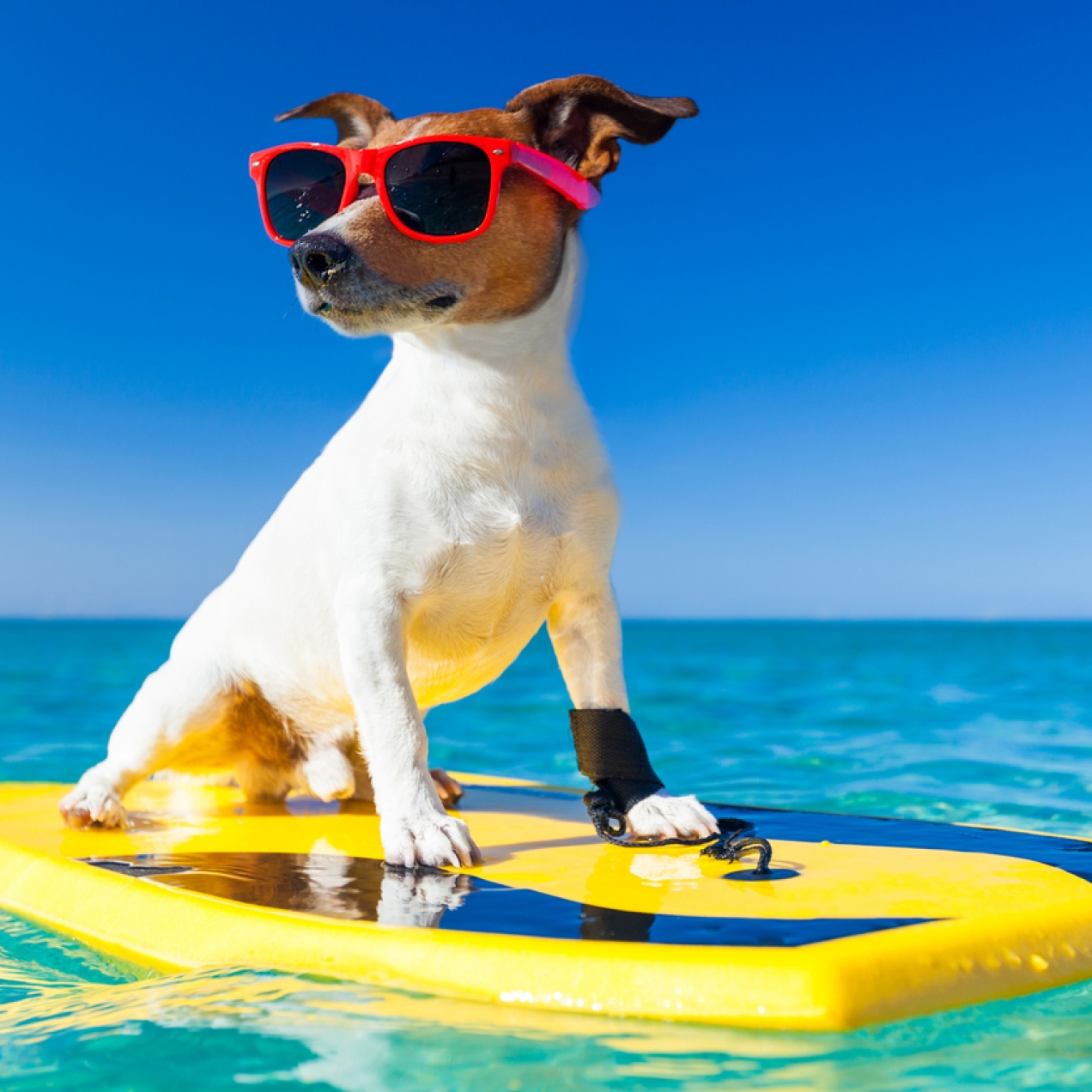 A computer generated image of a Jack Russell dog on a surfboard wearing sunglasses. The sky is deep blue and the water aquamarine.