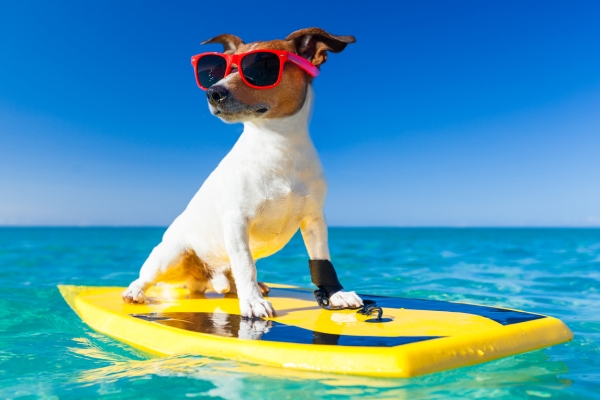 Image for article 'Navigating silly season (in a not so silly season)'