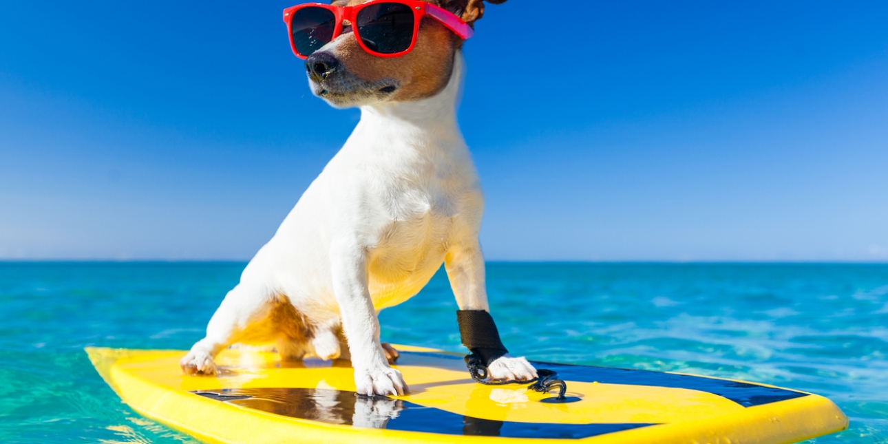 A computer generated image of a Jack Russell dog on a surfboard wearing sunglasses. The sky is deep blue and the water aquamarine.