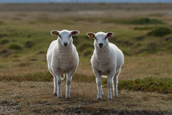 Image for article 'Corporate tone of voice: how to stop sounding like everyone else'