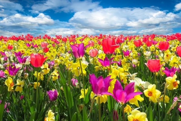 Image for article 'Spring Statement – a lesson in PR resilience'